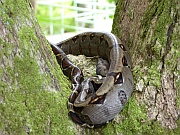Boa constrictor